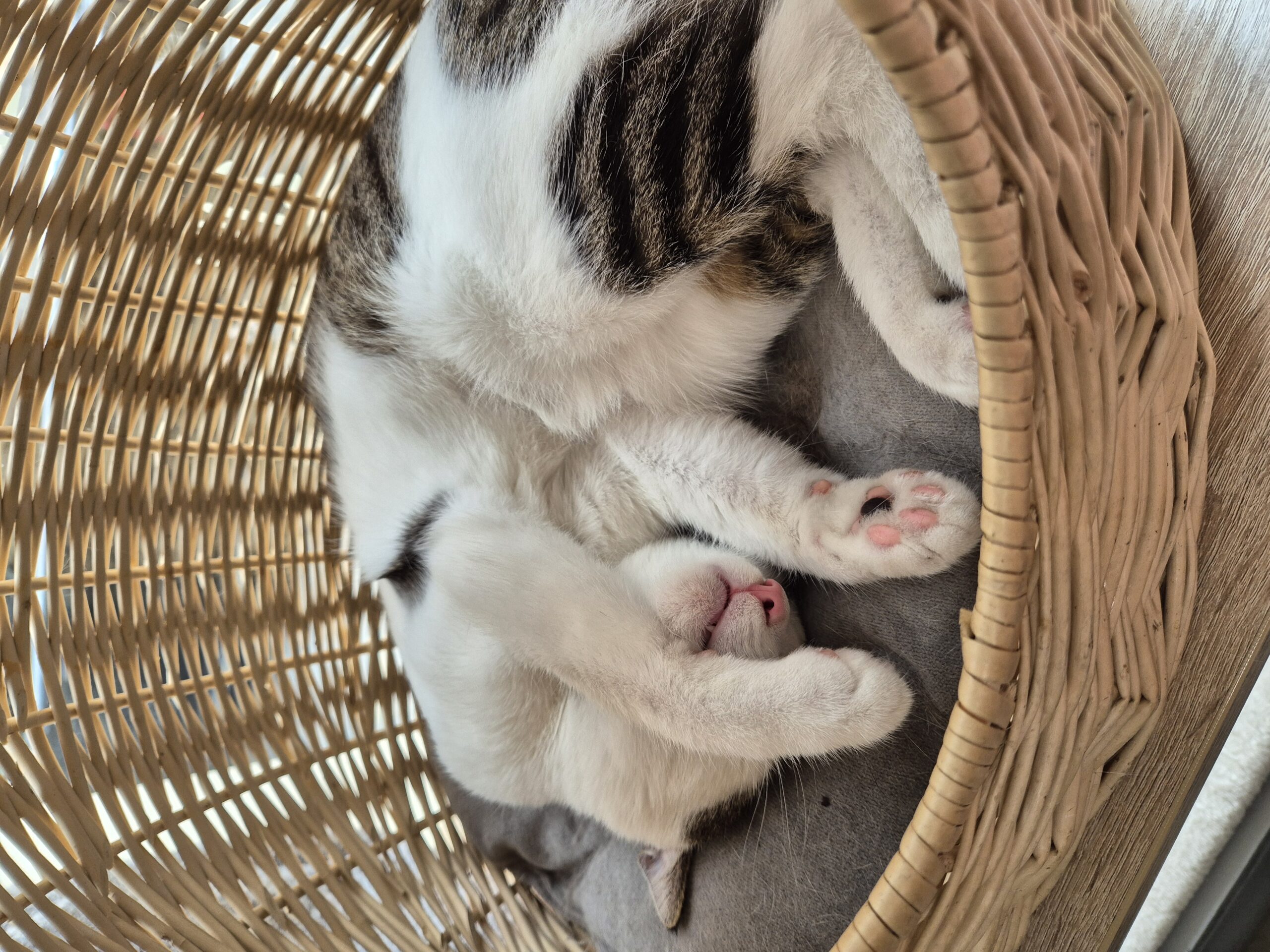 Cat sleeping in a basket while covering its face with paw