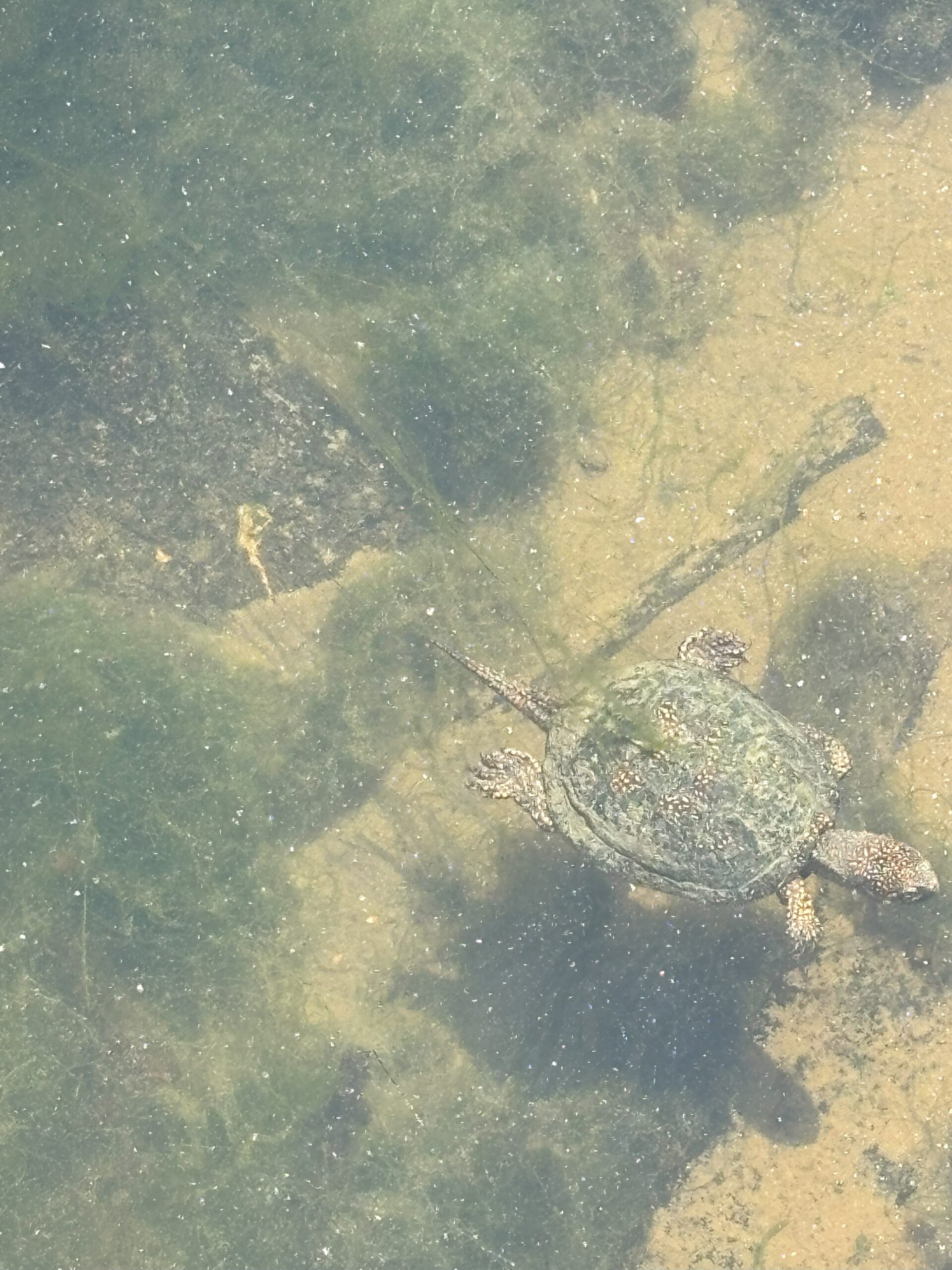 Butrint Turtle