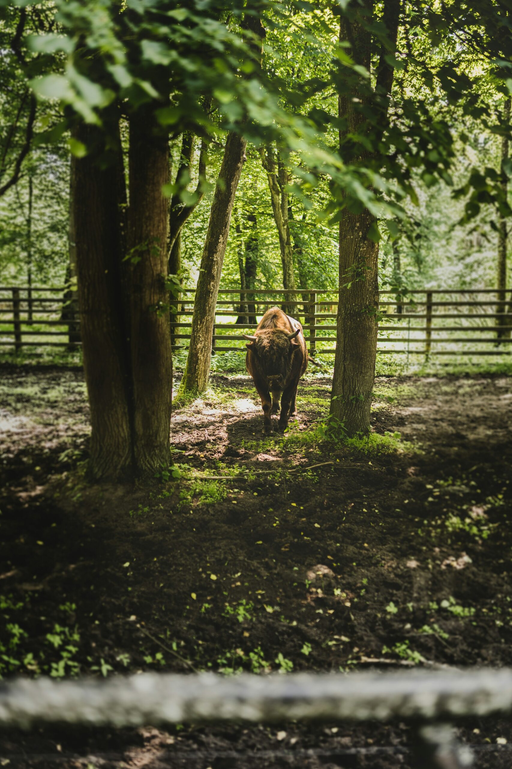 Beech Forest Bialowieza by kasia g 