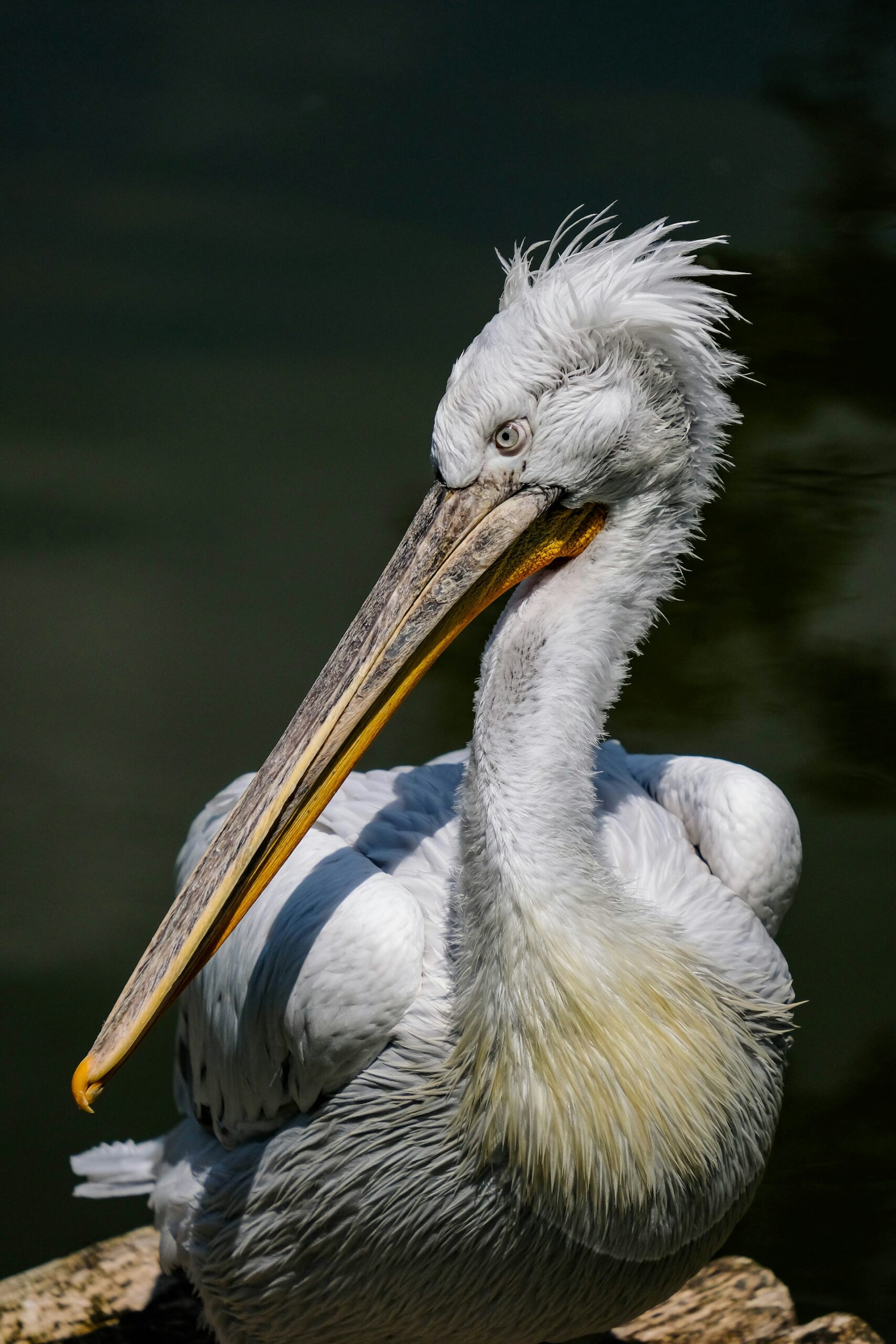 Pelican by yves cedric schulze 