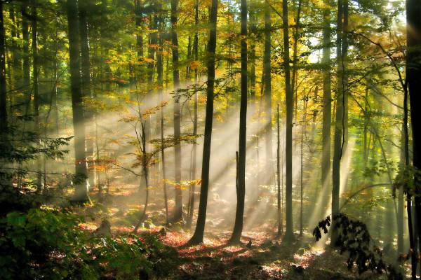 The Krokar Virgin Forest And The Snežnik-ždrocle Forest Reserve by Zdravko Turk / I feel Slovenia