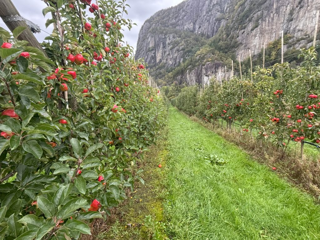 Om Cider Orchard Om Cider Orchard
