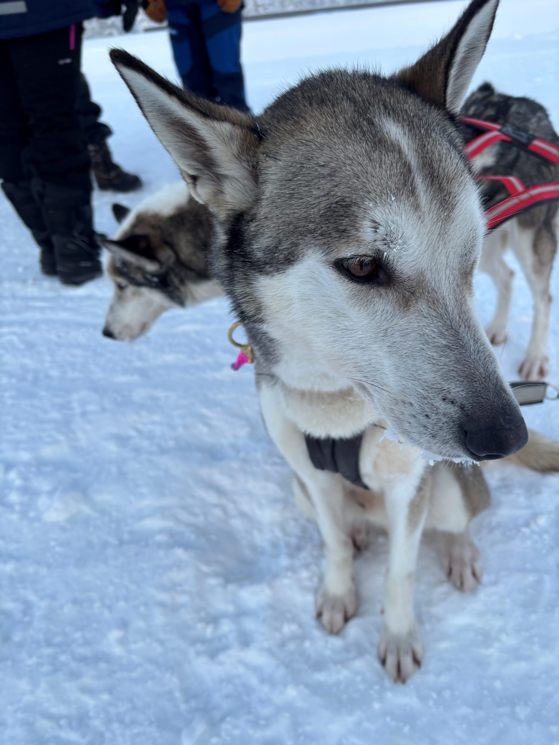 Idre Fjall Husky Mark C