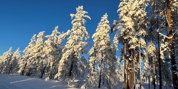 Idre Fjall Snowy Trees Mark C
