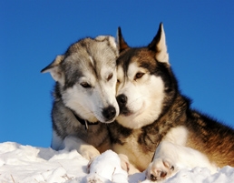 Dog sledding in Finland