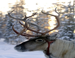 Reindeer Sledding in Finland