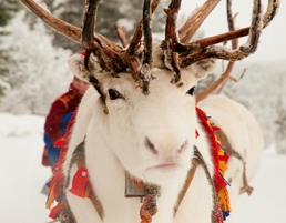 Facts on the Sami people: Culture, history & locality