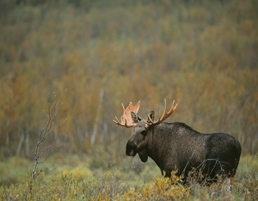 Moose by Staffan Widstrand - VisitSweden