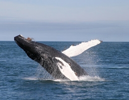 Whale by Visit Iceland