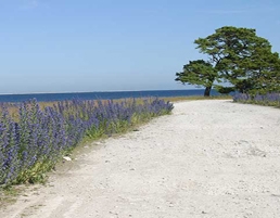 Beach flowers - VisitSweden