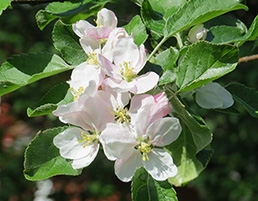 Apple blossom