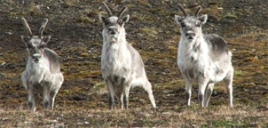 Summer Trekking in Svalbard