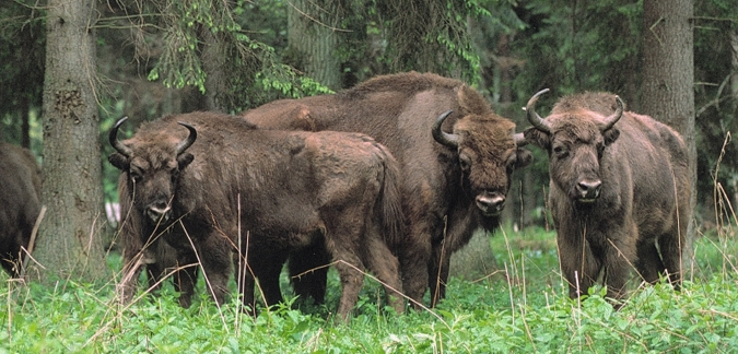 Bialowieski National Park - Poland Tourism Board