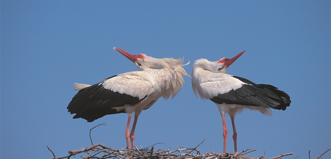 Storks by Poland Tourism