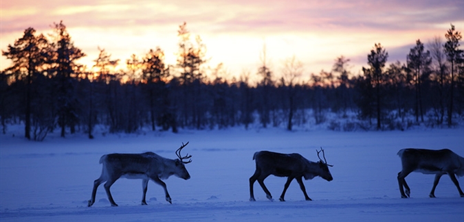 Photo by Torassieppi Lapland