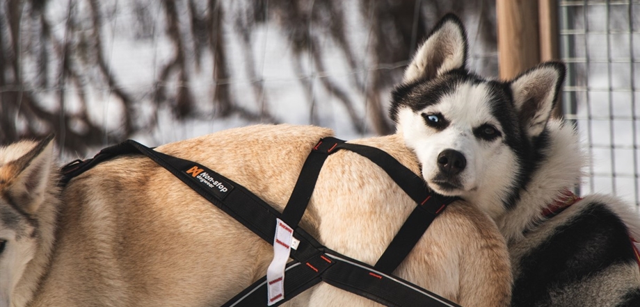 Mattarahkka Lodge Huskies